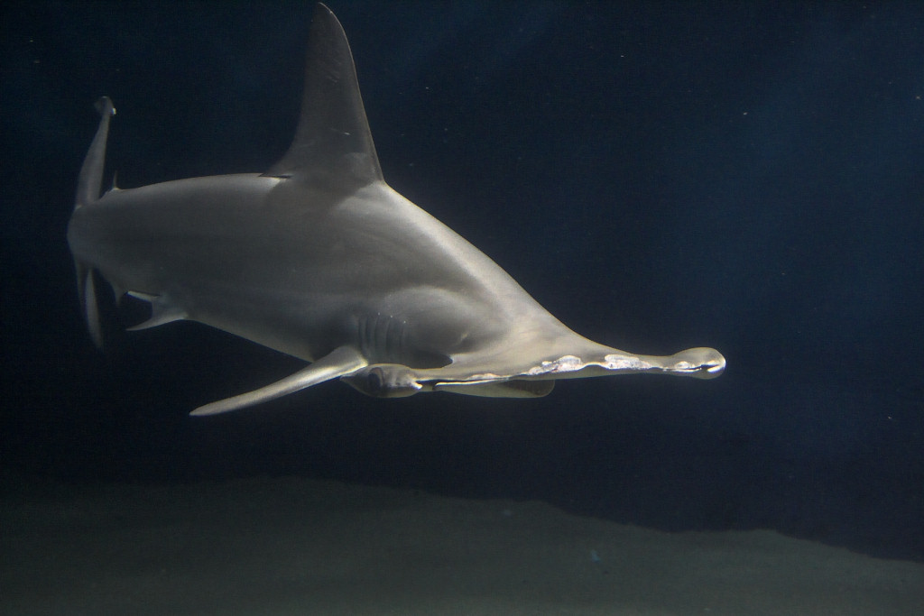 Акула-молот. Источник: Wikipedia
