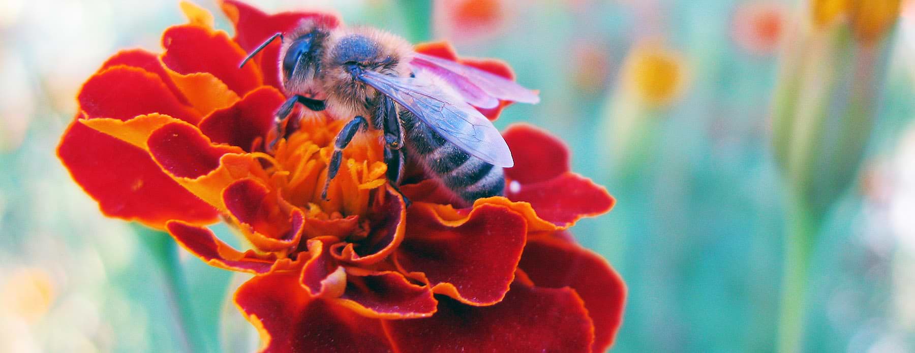 Пчела, собирающая нектар на бархатце. Фото: Anaxibia / ru.wikipedia.org