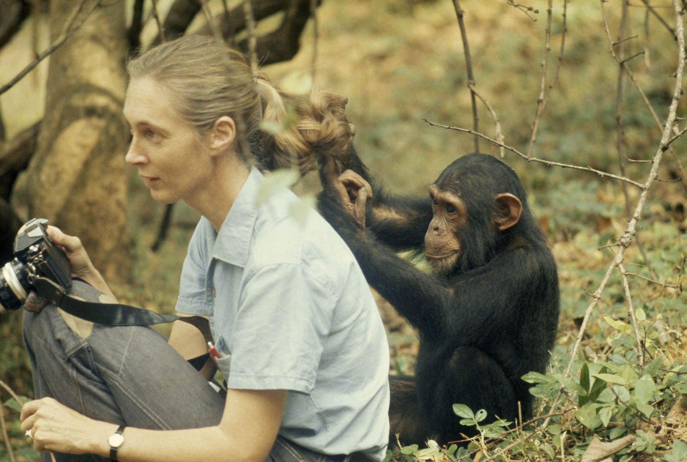 Джейн Гудолл относилась к шимпанзе, как к личностям — этот был назван в честь Фрейда / National Geographic Creative, washtonpost.com