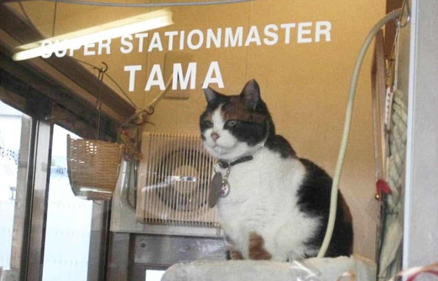 Кошка Тама за работой. Фото из соцсетей