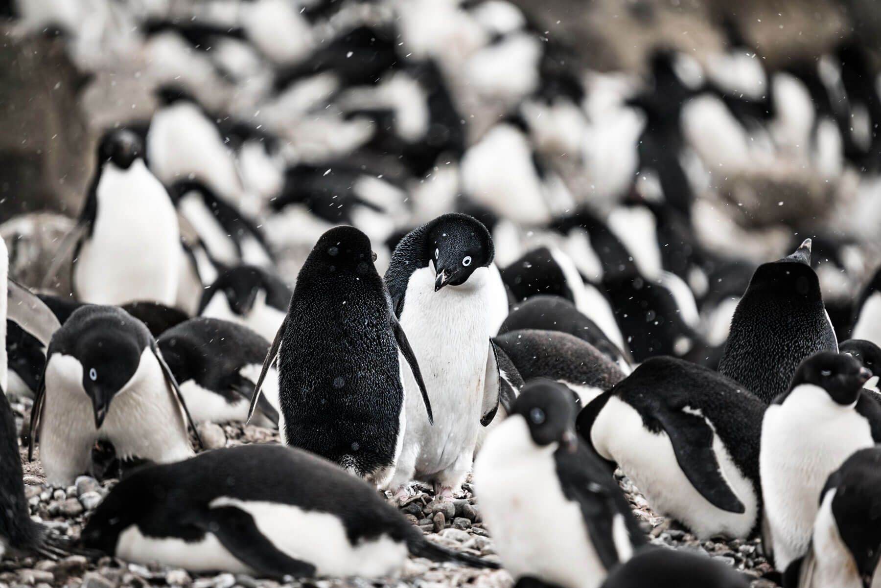 Пингвины Адели. Фото:  Hubert Neufeld / unsplash.com