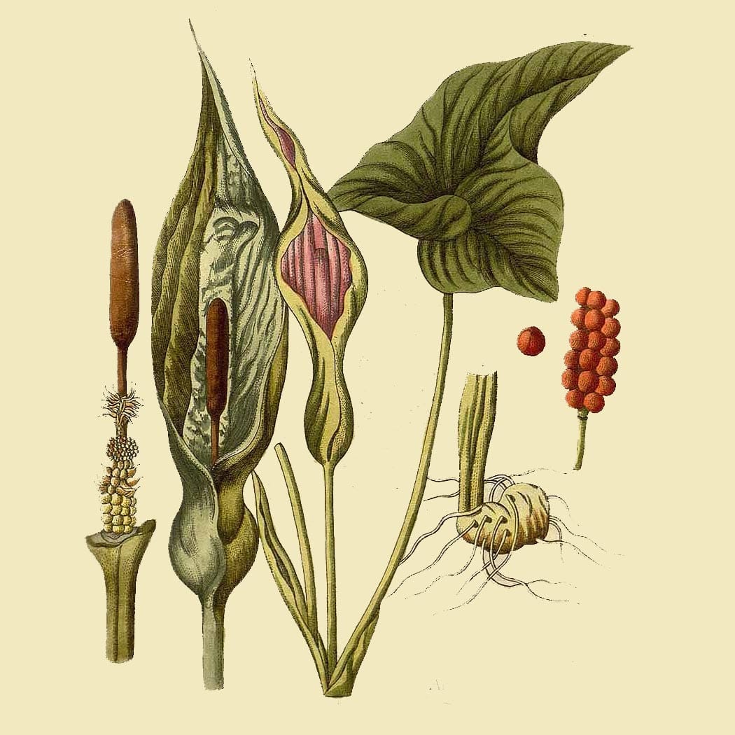 Спатифиллум (Spathiphyllum). Источник: plants.ces.ncsu.edu 