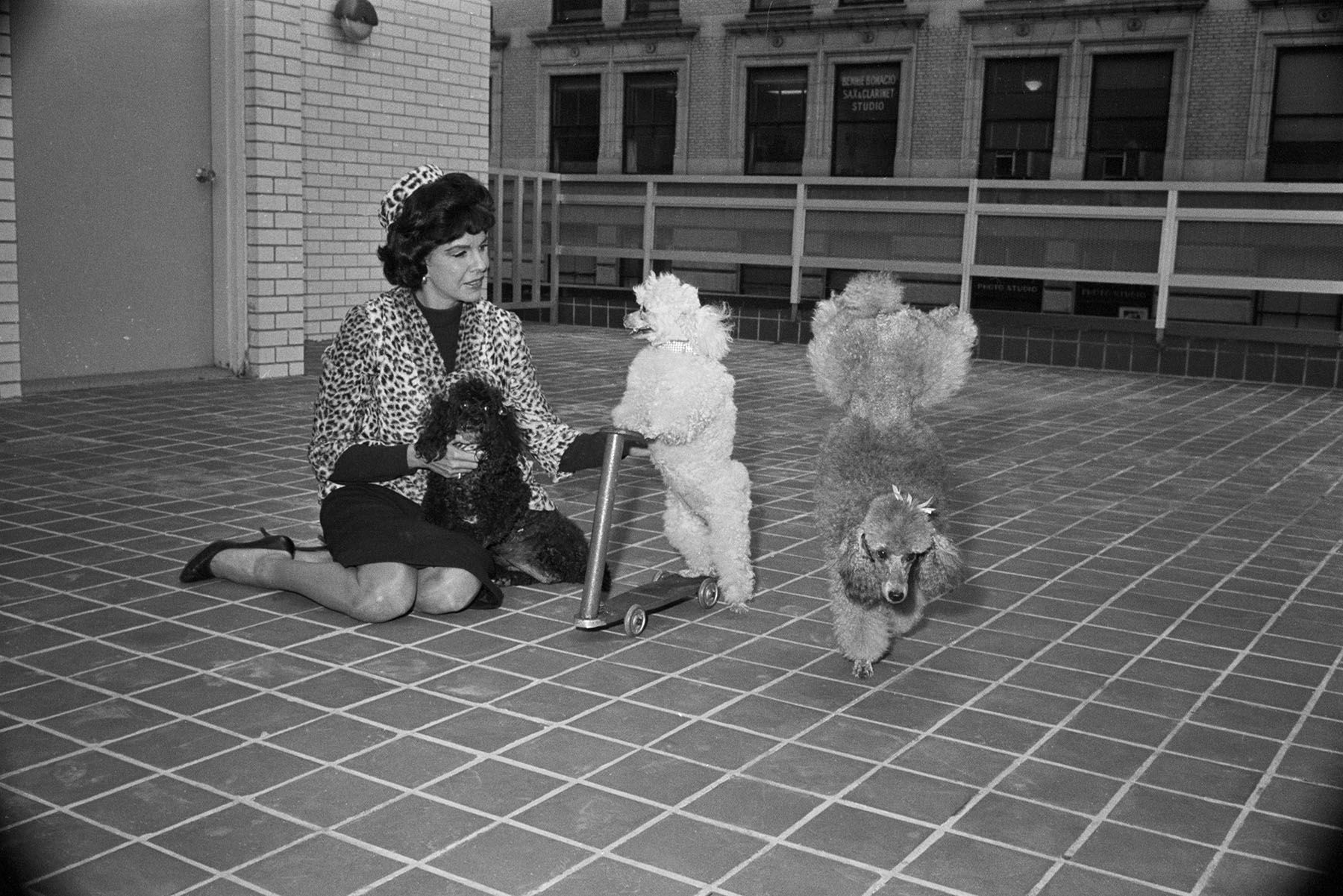 Жаклин Сьюзанн со своими пуделями в 1963 году. Источник: luxfon.com