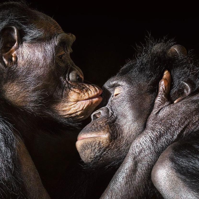 Шимпанзе, как люди, целуют друг друга после разлуки. Фото: Tim Flach. Источник: nrc.nl