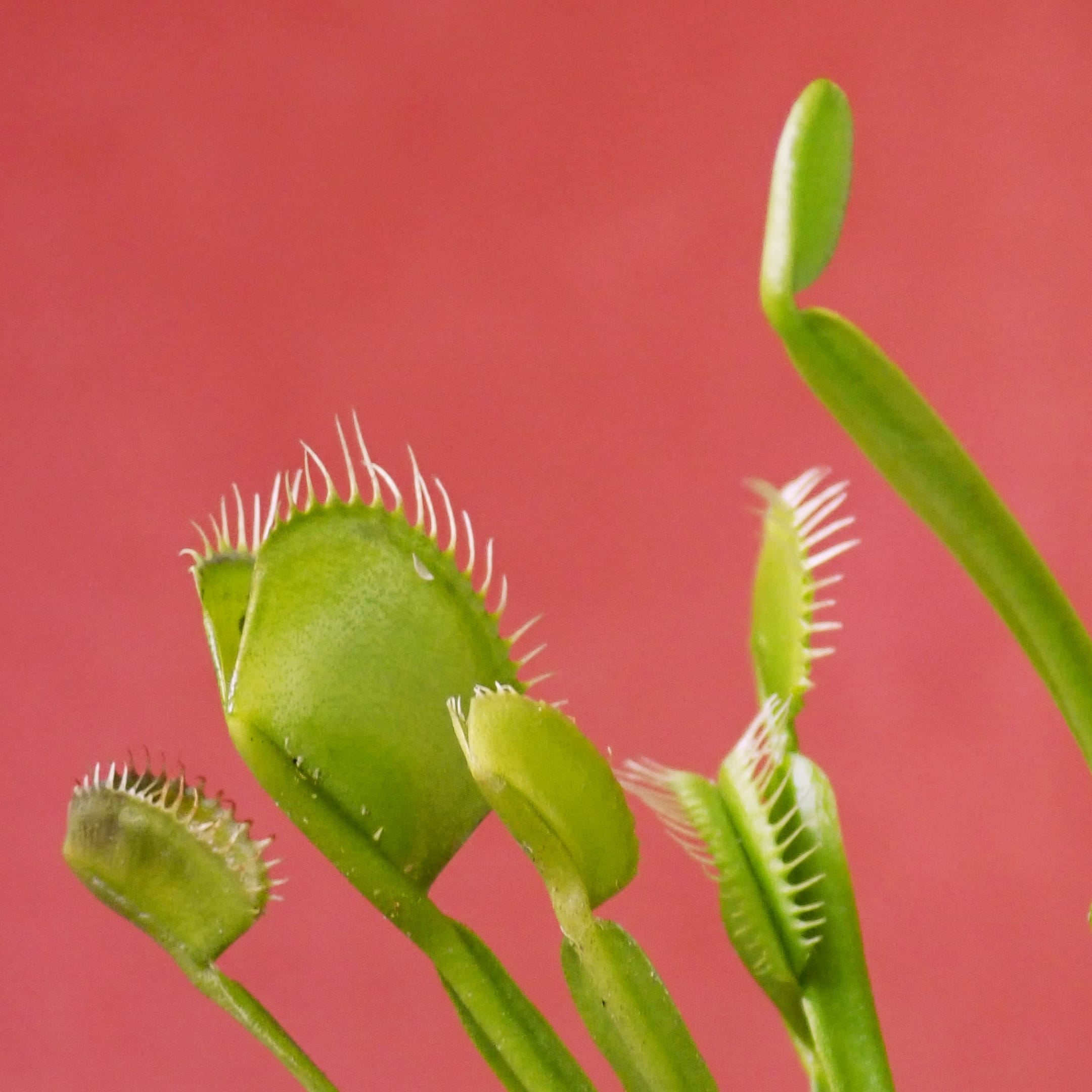 Хищное растение Венерина мухоловка (лат. Dionaea muscipula). Фото: Carla Anne / unsplash.com