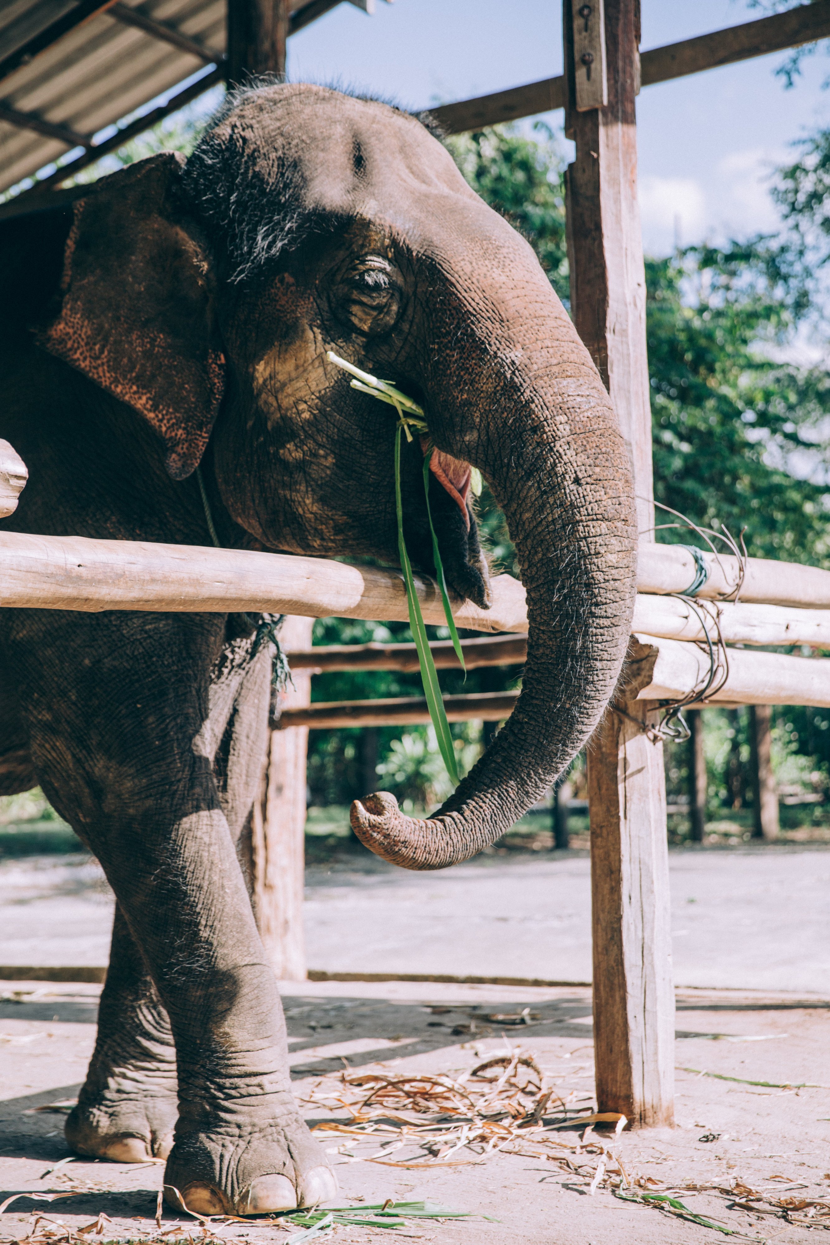 Cirkuski slon živi u uverenju da je nesposoban / foto: canva
