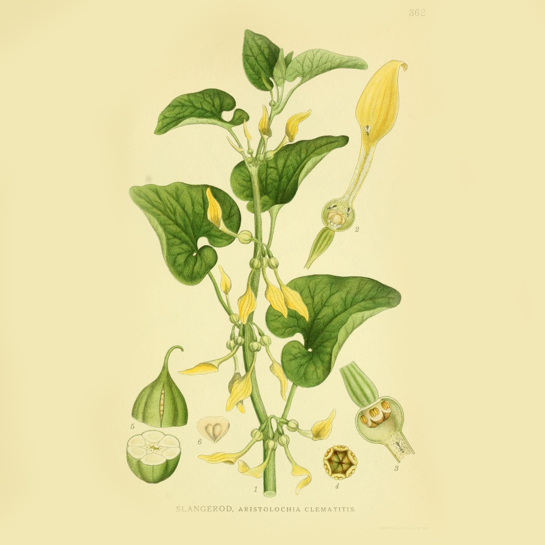Кирказон ломоносовидный (Aristolochia clematitis). Источник: plantgenera.org