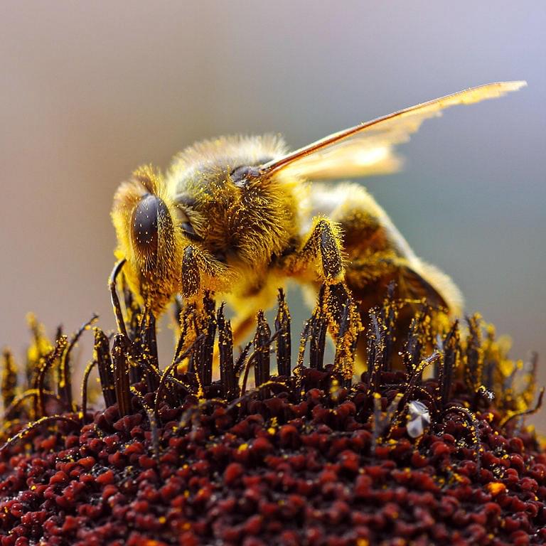 Пчела, собирающая пыльцу. Jon Sullivan / ru.wikipedia.org