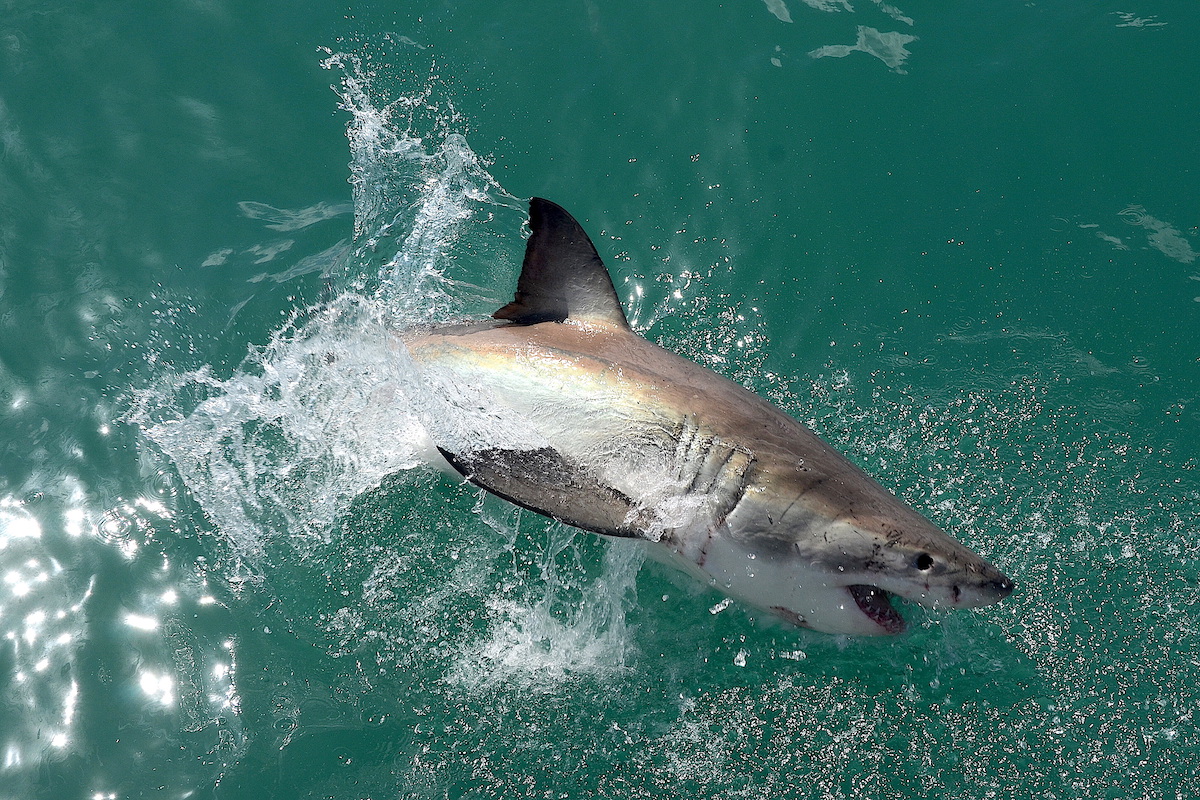 Белая акула. Источник: Wikipedia