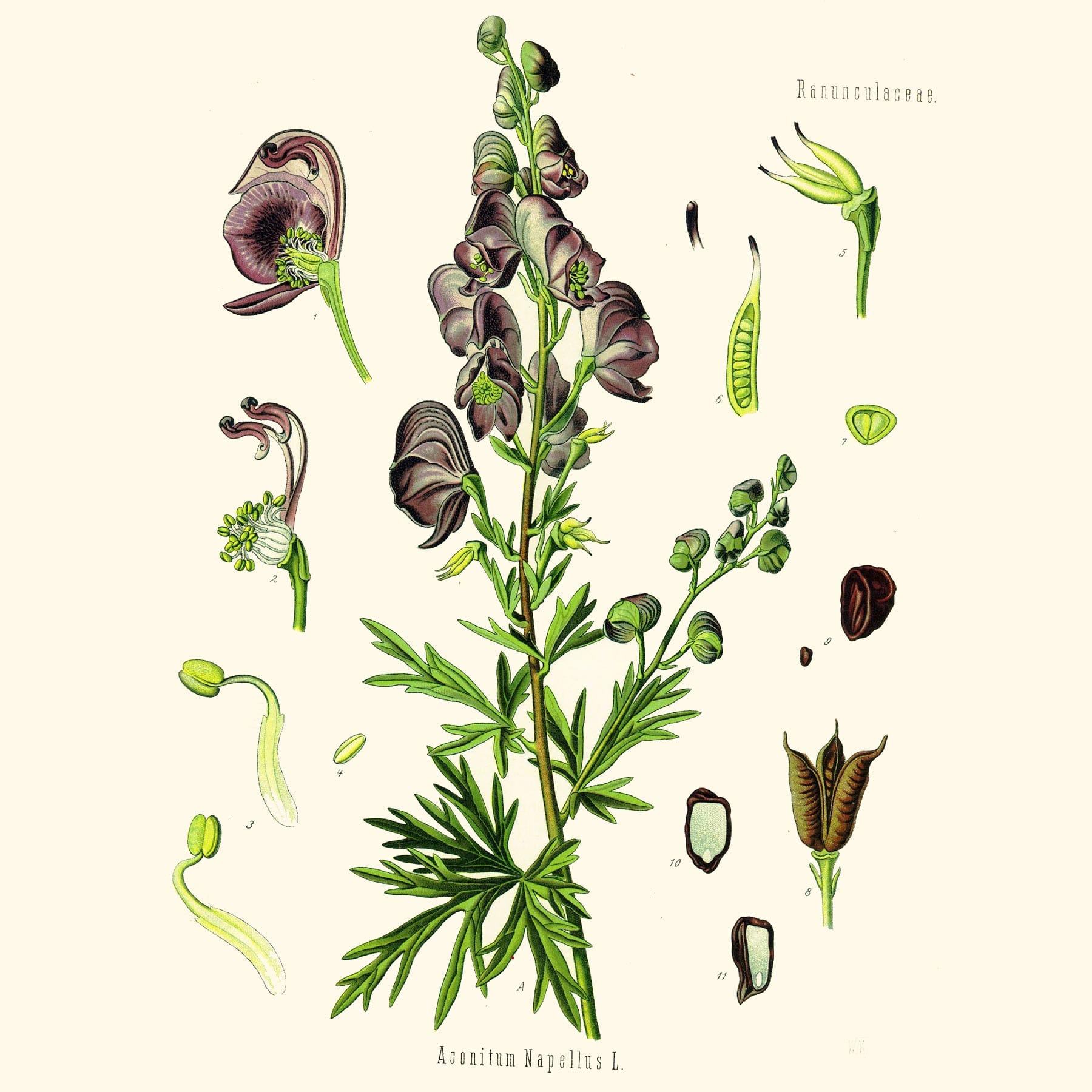 Борец клобучковый (Aconitum napellus). Источник: wikipedia.org 