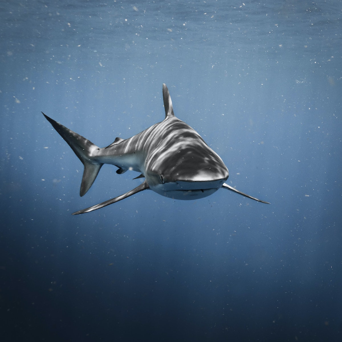 Тупорылая акула. Фото: Chase Baker / Unsplash