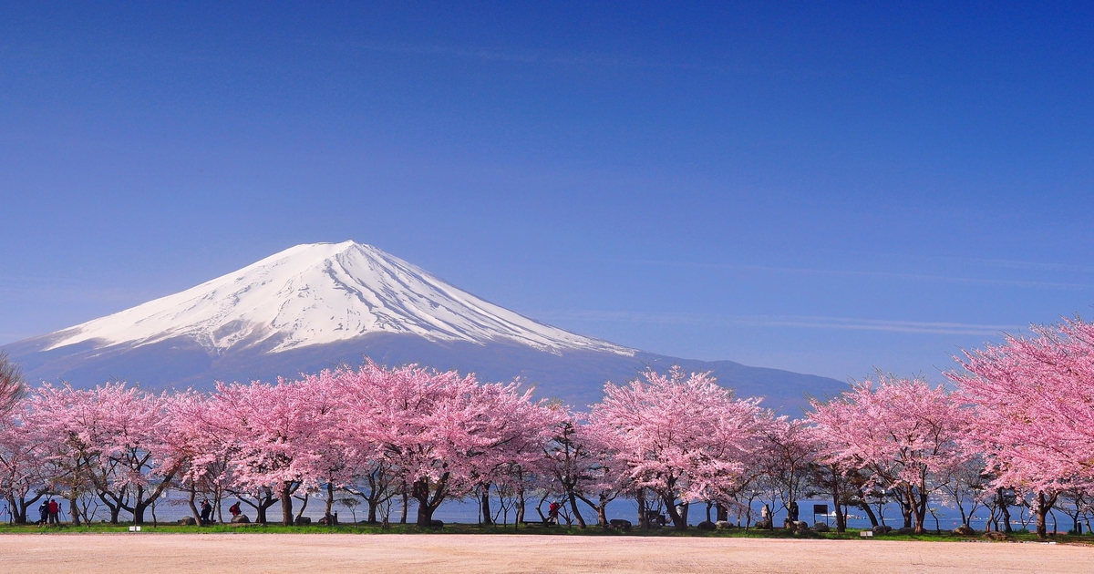 japan. mountain view with cherry blossoms