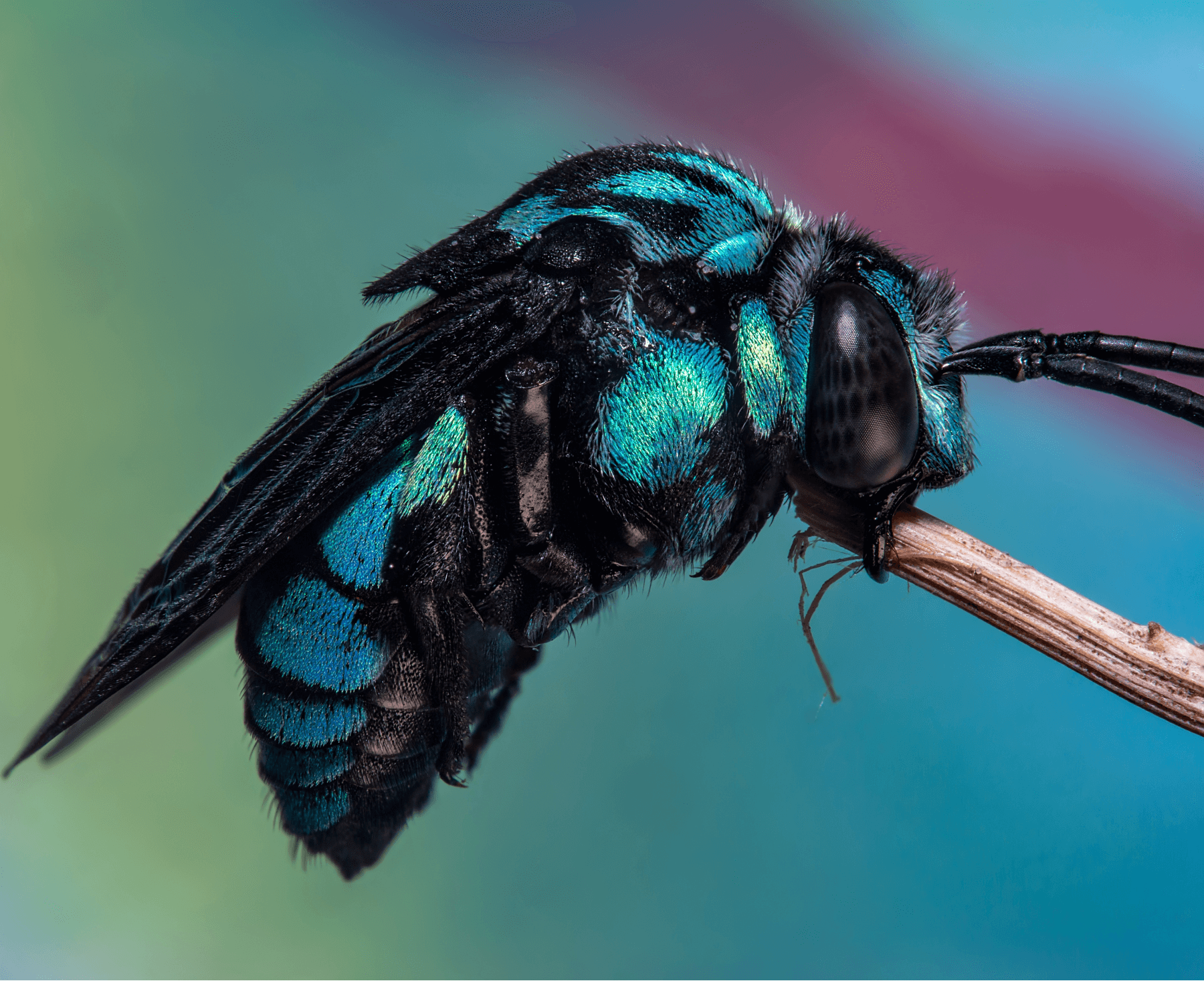 Неоновая пчела-кукушка Thyreus nitidulus. Фото: commons.wikimedia.org